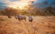 Two rhinos in the late afternoon at Kruger National Park.